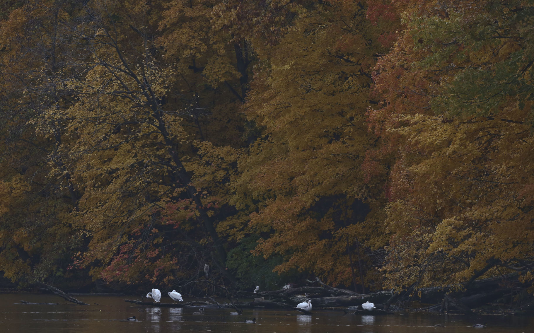 2018: Autumn Around Lake Decatur